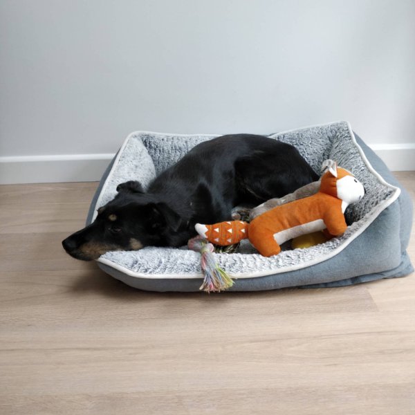 a medium size black dog lying in a white and blue bed. Inside the bed is some of her toys, the one in the foreground is a little orange fox. The wall behind is white and the floor is a light coloured.wood